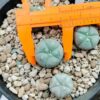 Lophophora Williamsii variety Menchaca 2.5 to 3cm diameter