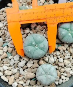Lophophora Williamsii variety Menchaca 2.5 to 3cm diameter