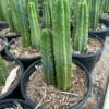 San Pedro Cactus – Trichocereus Pachanoi – 10″ Tall – For gardens
