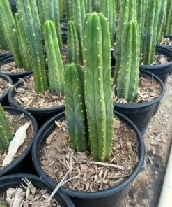 San Pedro Cactus – Trichocereus Pachanoi – 10″ Tall – For gardens