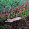 Ephedra Sinica Ma-huang (500 Grams Pouch)