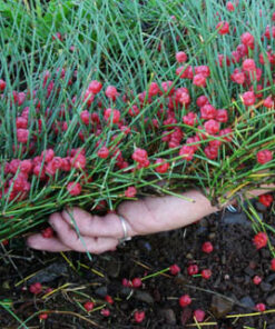 Ephedra Sinica Ma-huang (500 Grams Pouch)