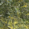 Buy Acacia Confusa seeds (acacia petit feuille) (250 Gram Pouch)