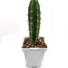 Peruvian Torch in soil – Big | Trichocereus Peruvianus