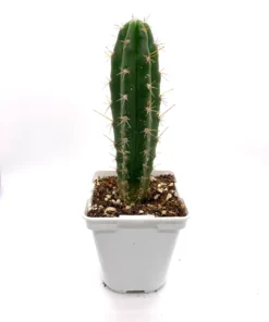 Peruvian Torch in soil – Big | Trichocereus Peruvianus
