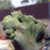 Mescaline Cactus – Bridgesii Monstrosus In Soil – Trichocereus Bridgesii