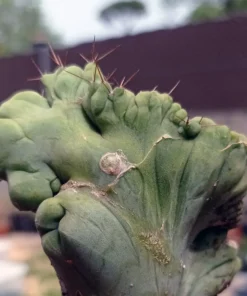 Mescaline Cactus – Bridgesii Monstrosus In Soil – Trichocereus Bridgesii